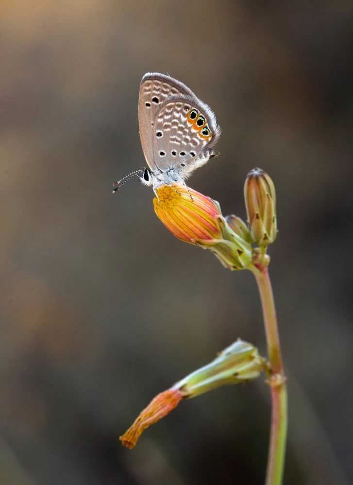 Delicate Butterfly on Orange Bud
