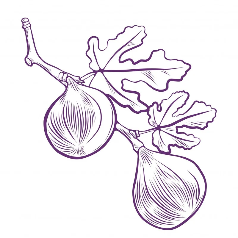 Purple Fig Branch