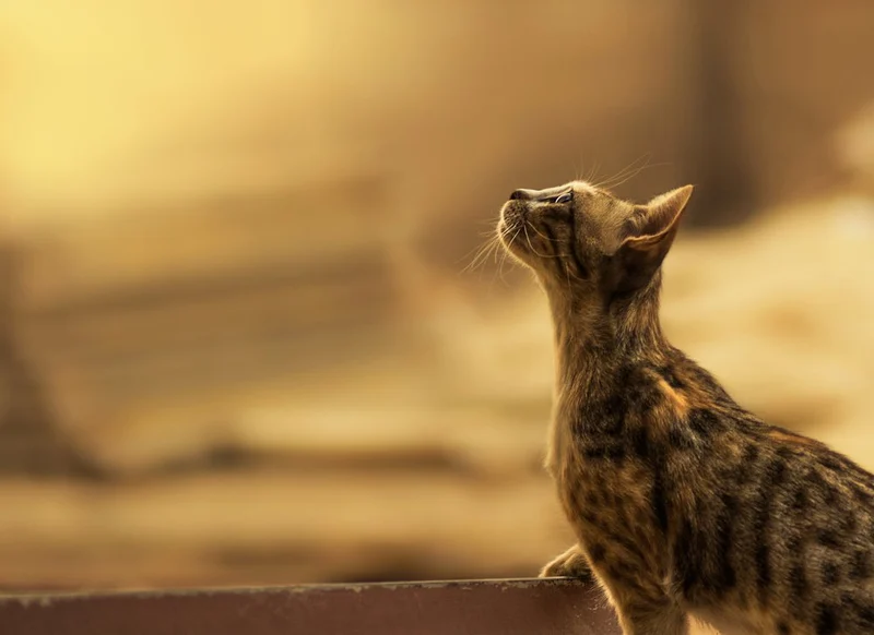 Curious Cat Looking Up