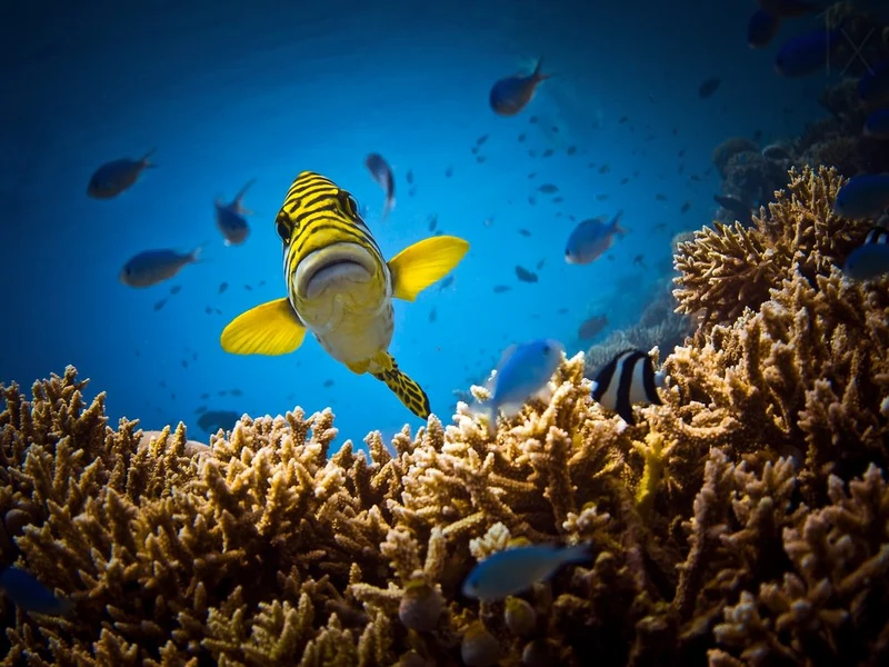 Curious Tropical Fish