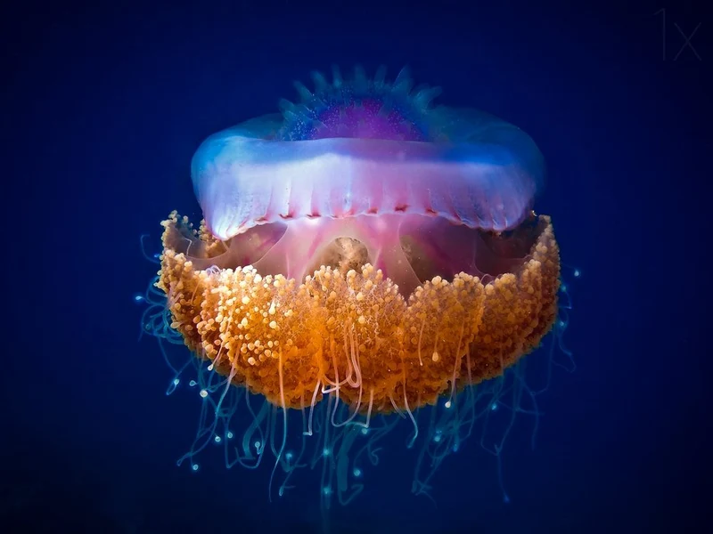 Ethereal Ocean Bloom