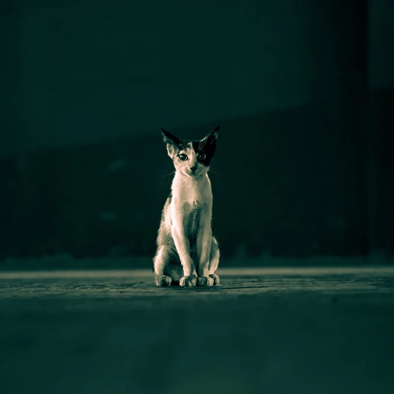 Moody Kitten Gaze