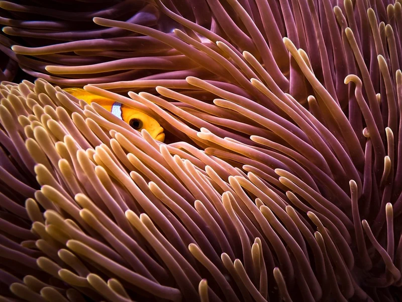 Peeking Clownfish Anemone
