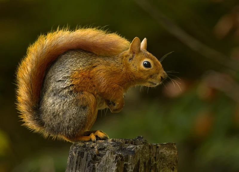 Curious Red Squirrel