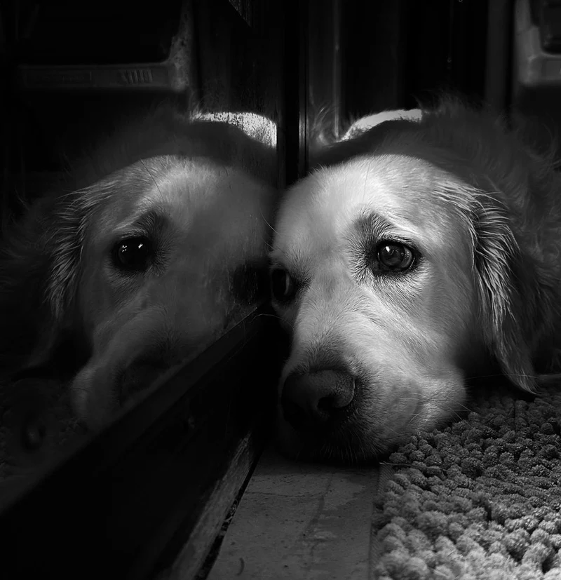 Pensive Golden Reflection