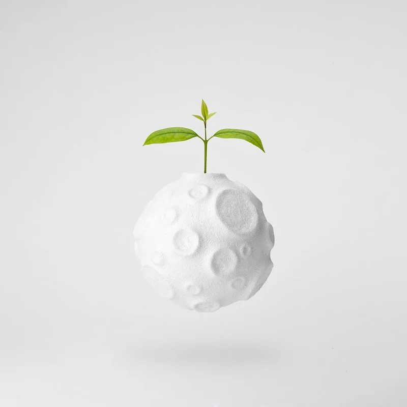 Moon Sprout