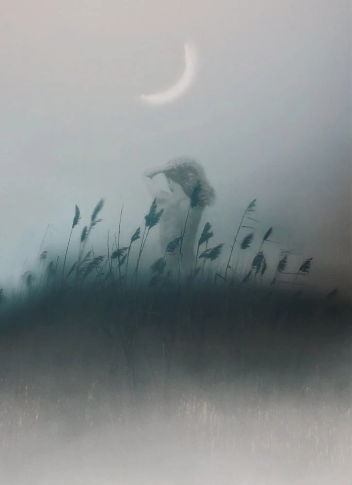 Misty Moonlit Reeds