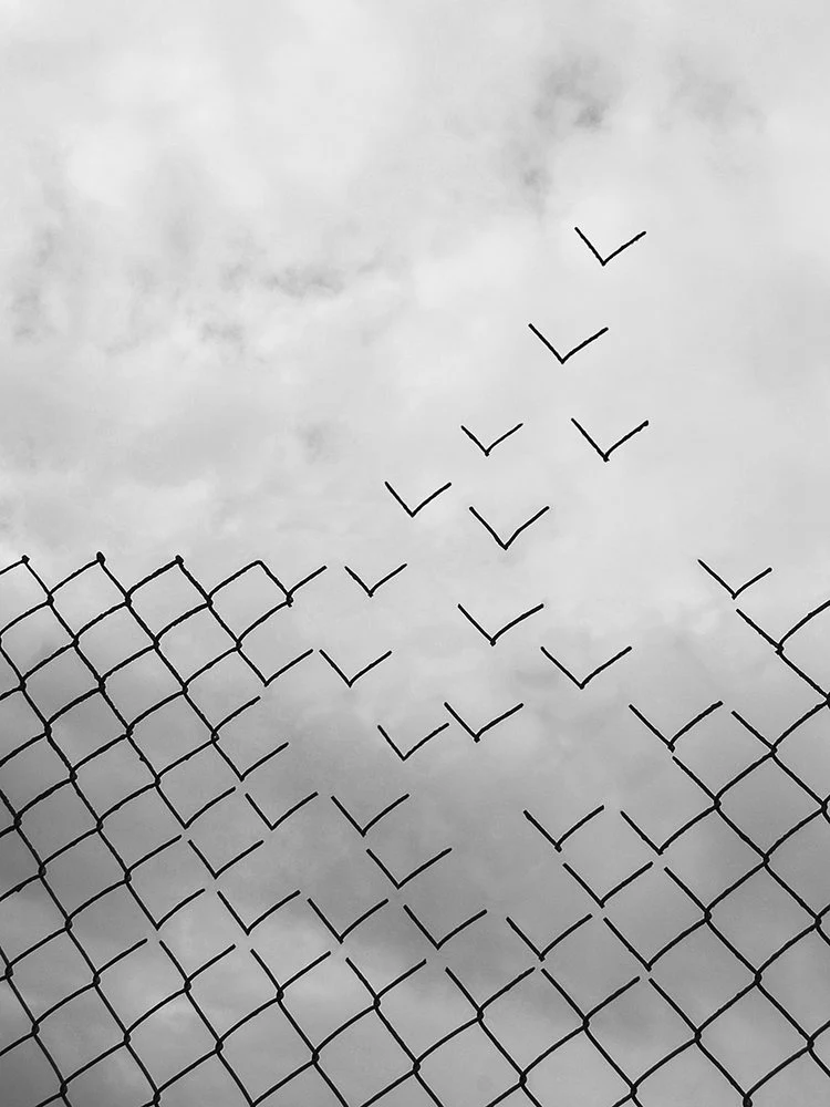 Birds Breaking Free