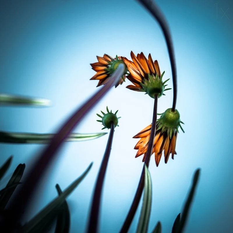 Skyward Orange Blooms