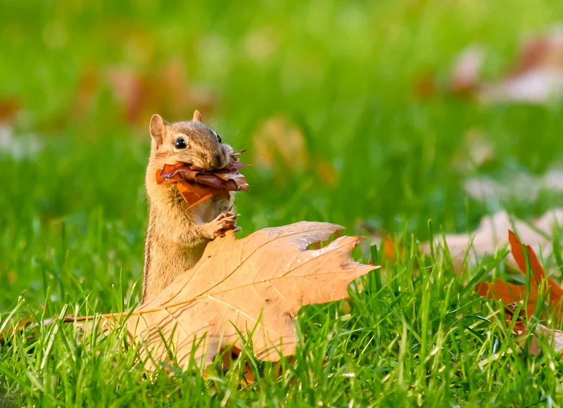Chipmunk with Fall Leaves