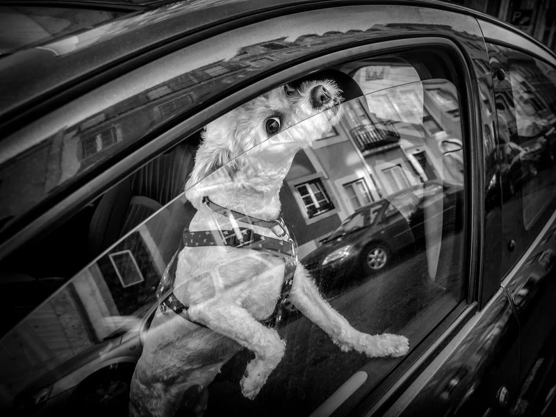 Curious Dog Window View