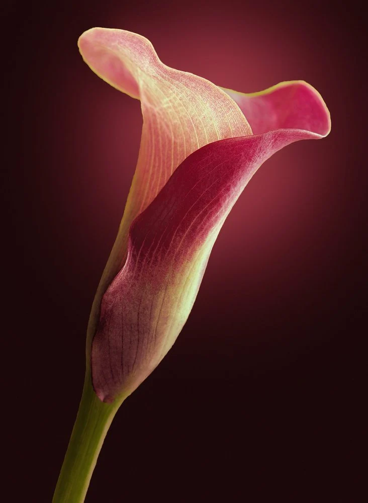 Elegant Calla Lily
