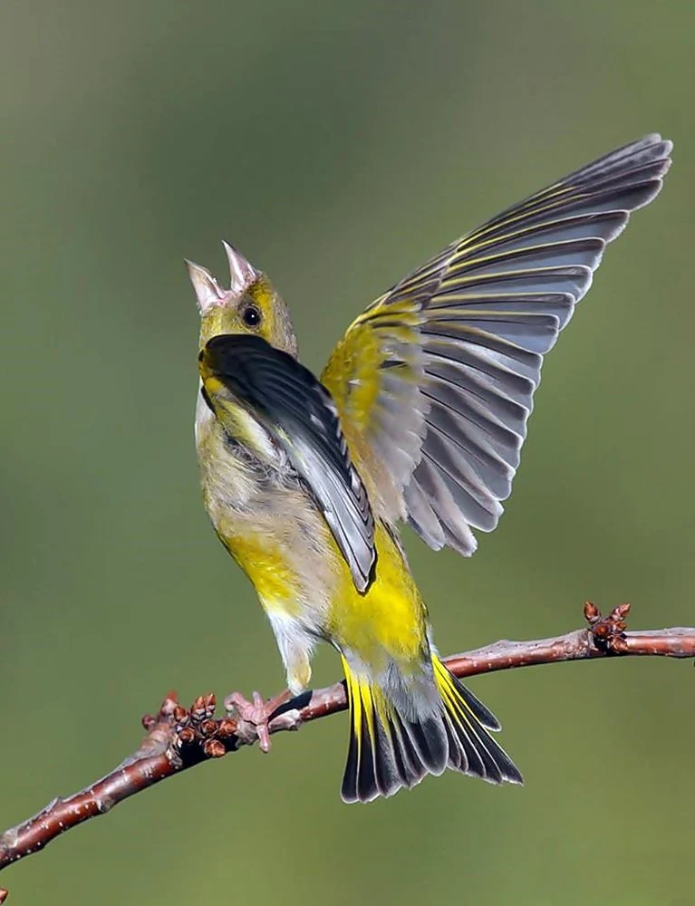Vibrant Songbird Singing