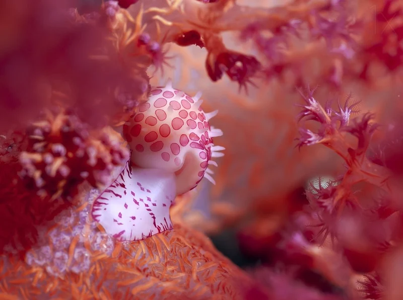 Pink Spotted Sea Slug