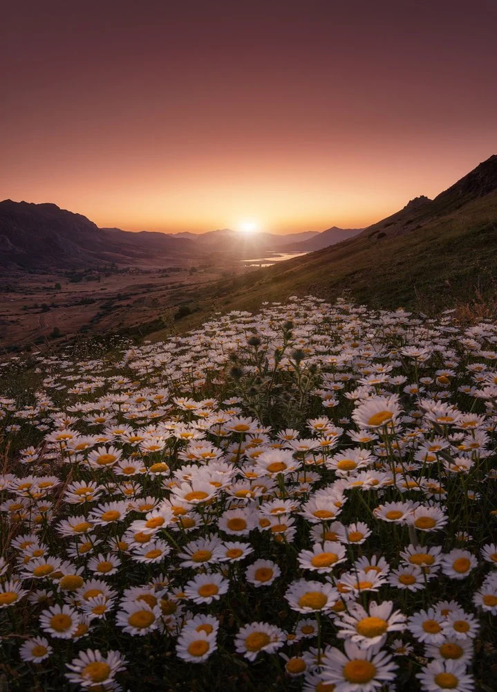 Serene Mountain Daisies