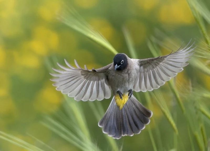 Flying Yellow Bird