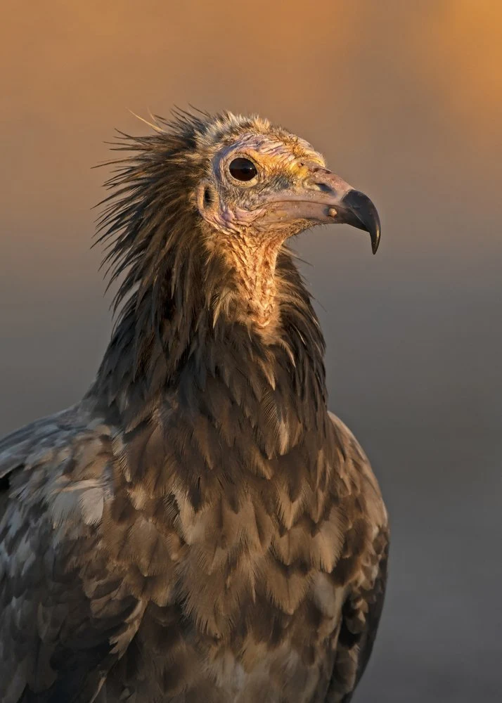 Vulture In Golden Light