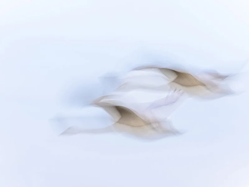 Graceful Blurred Flight
