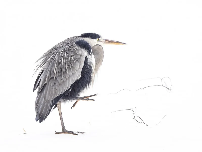 Grey Heron in Snow