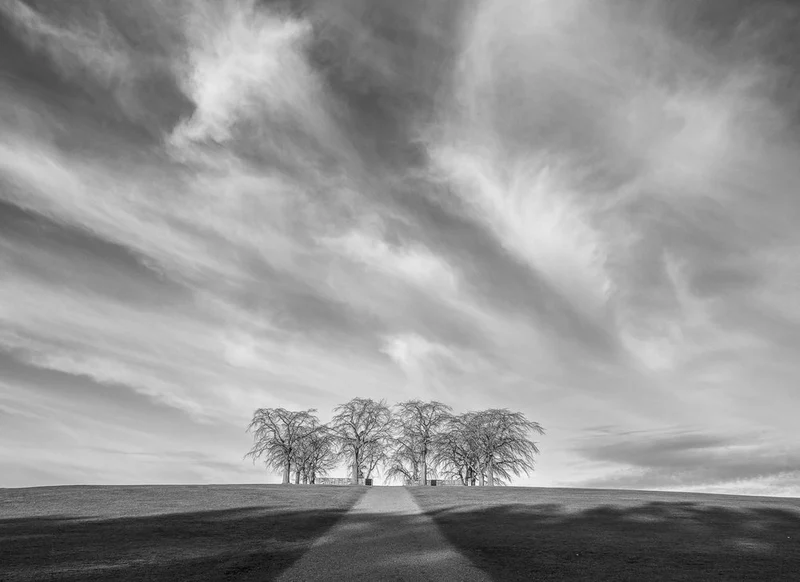 Path to Winter Trees