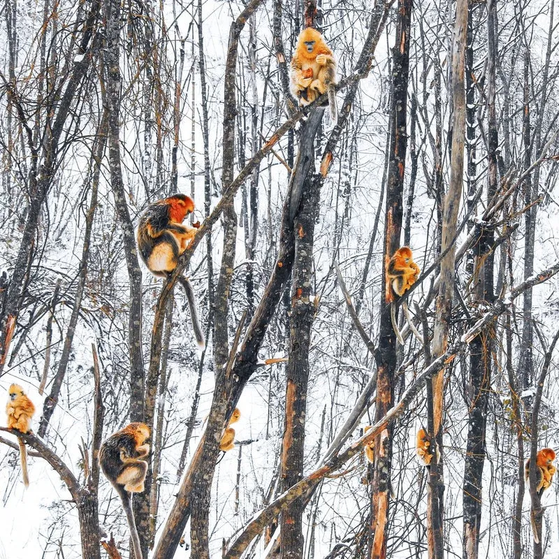 Golden Snub-nosed Winter