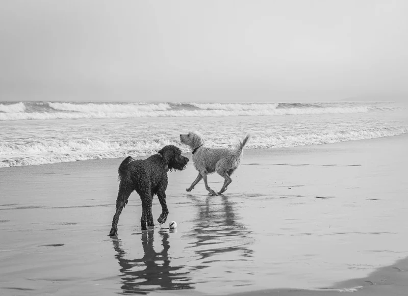 Beach Dogs Playing