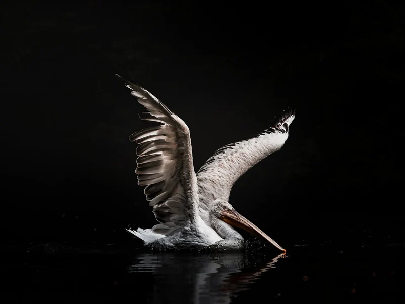 Pelican's Dark Splash