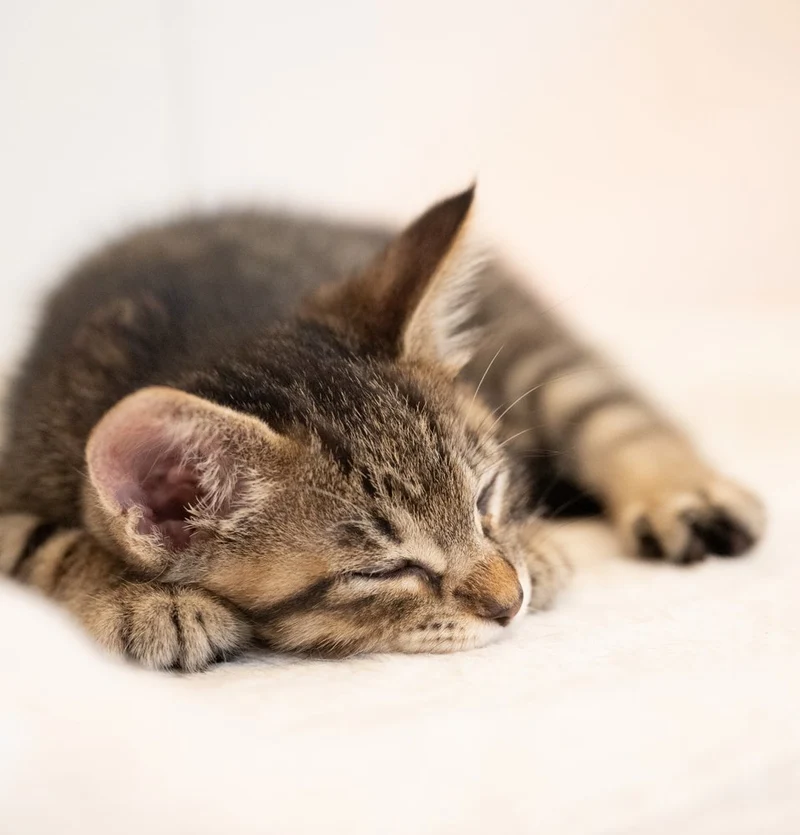 Sleeping Tabby Kitten
