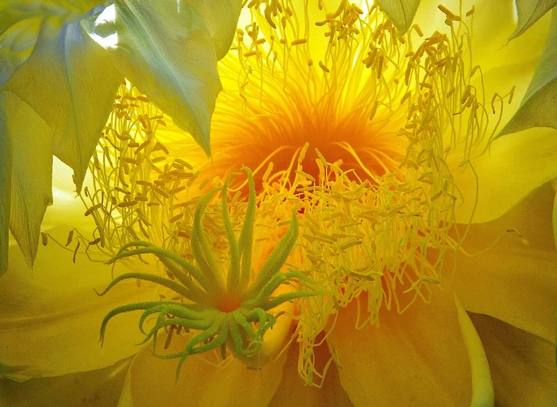 Vibrant Yellow Bloom