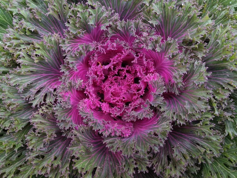 Vibrant Ornamental Kale