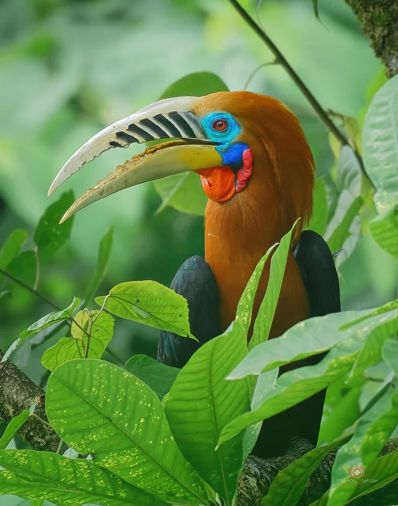 Vibrant Tropical Hornbill