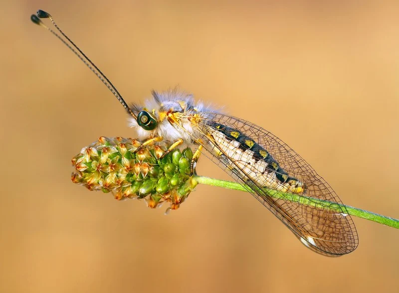 Green-Eyed Fuzzy Bug