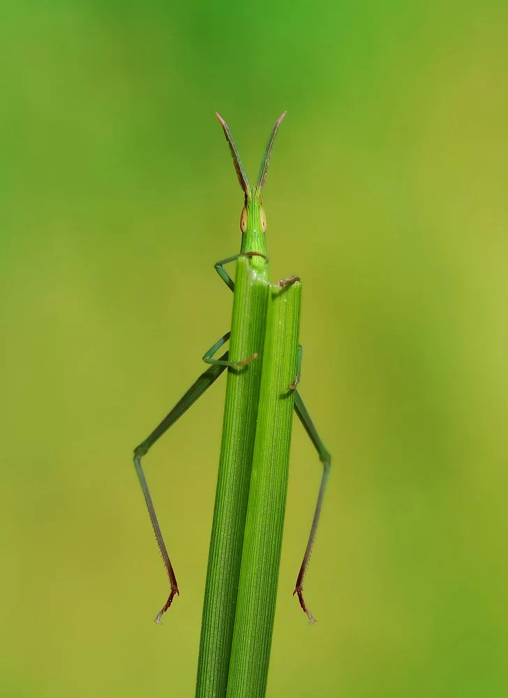 Slender Green Grasshopper
