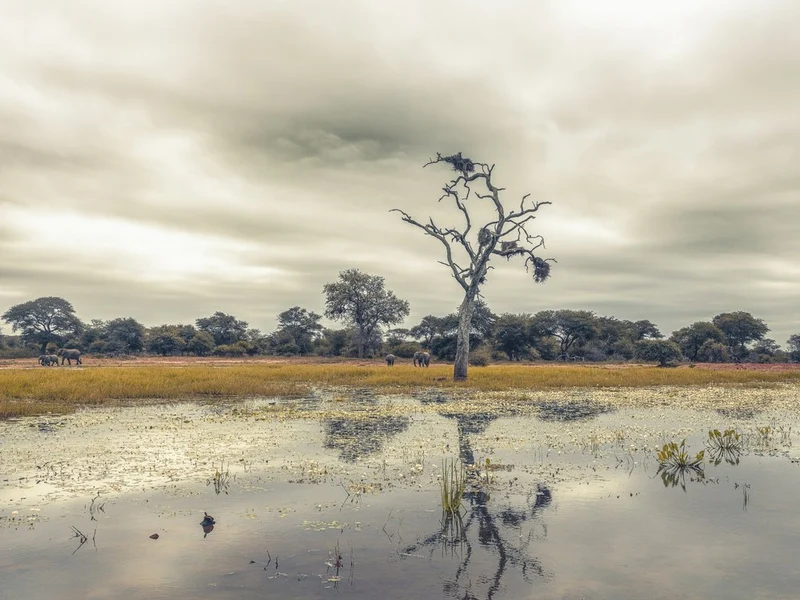 African Wilderness Reflection