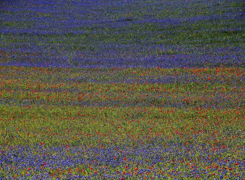 Vibrant Flower Field