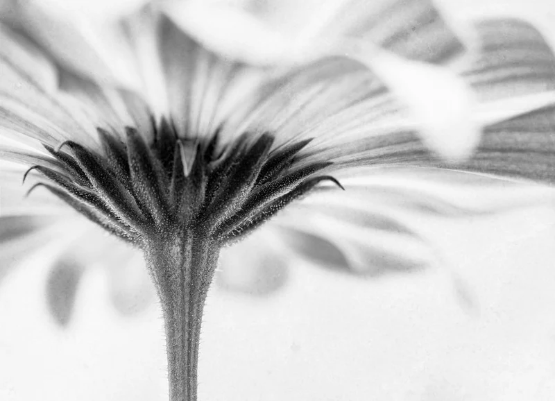 Underneath The Bloom