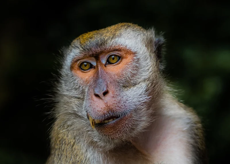 Jungle Monkey Gaze