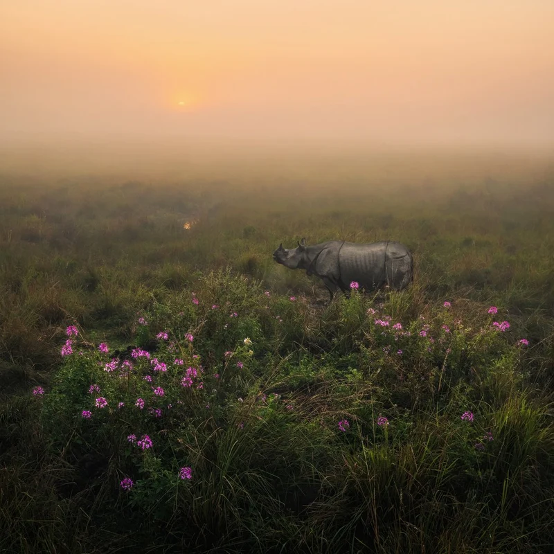 Misty Morning Rhino