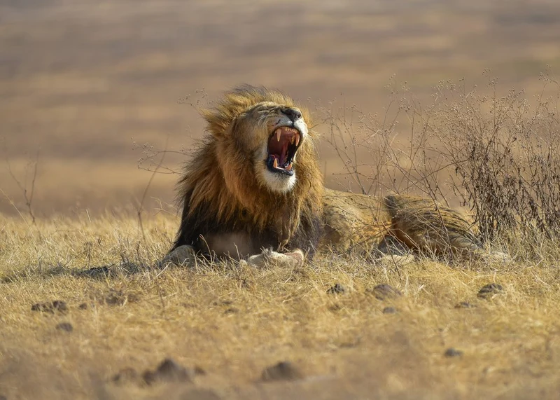 Yawning African Lion