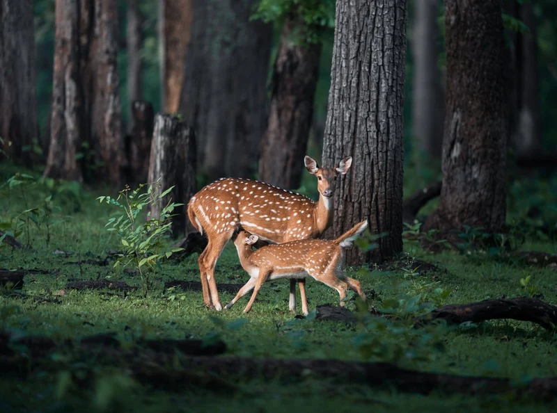 Mother Deer and Fawn