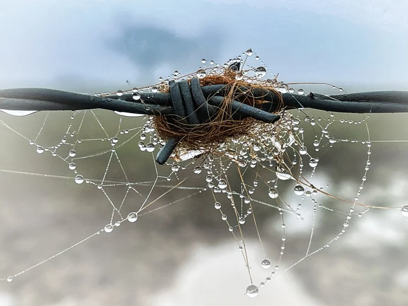 Morning Dew Barbed Wire