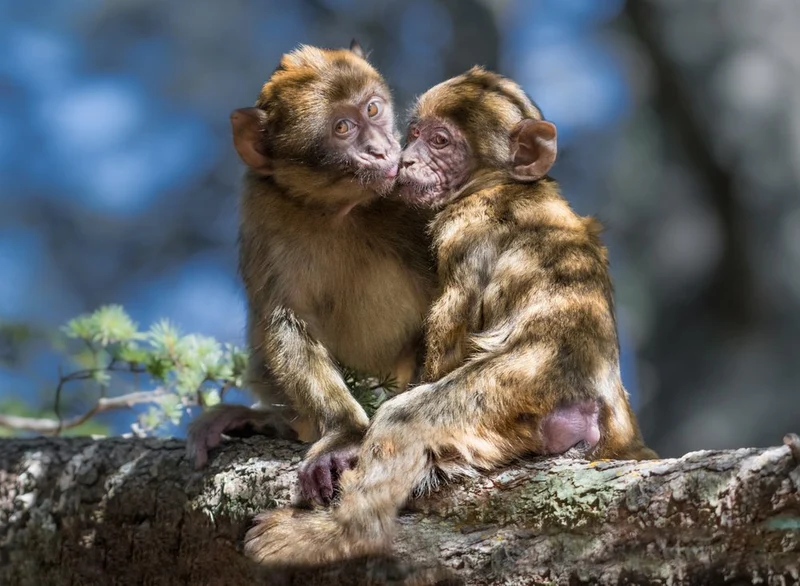 Tender Monkey Kiss