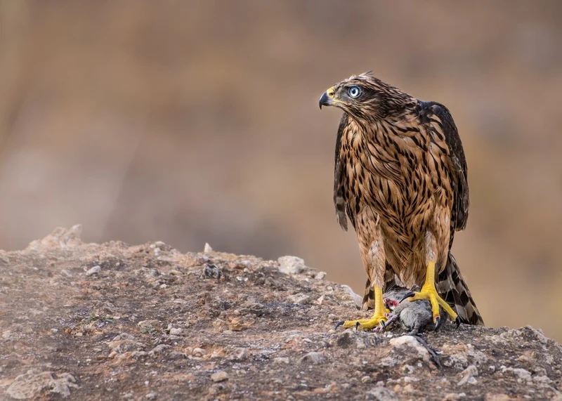 Blue-Eyed Hawk Hunter
