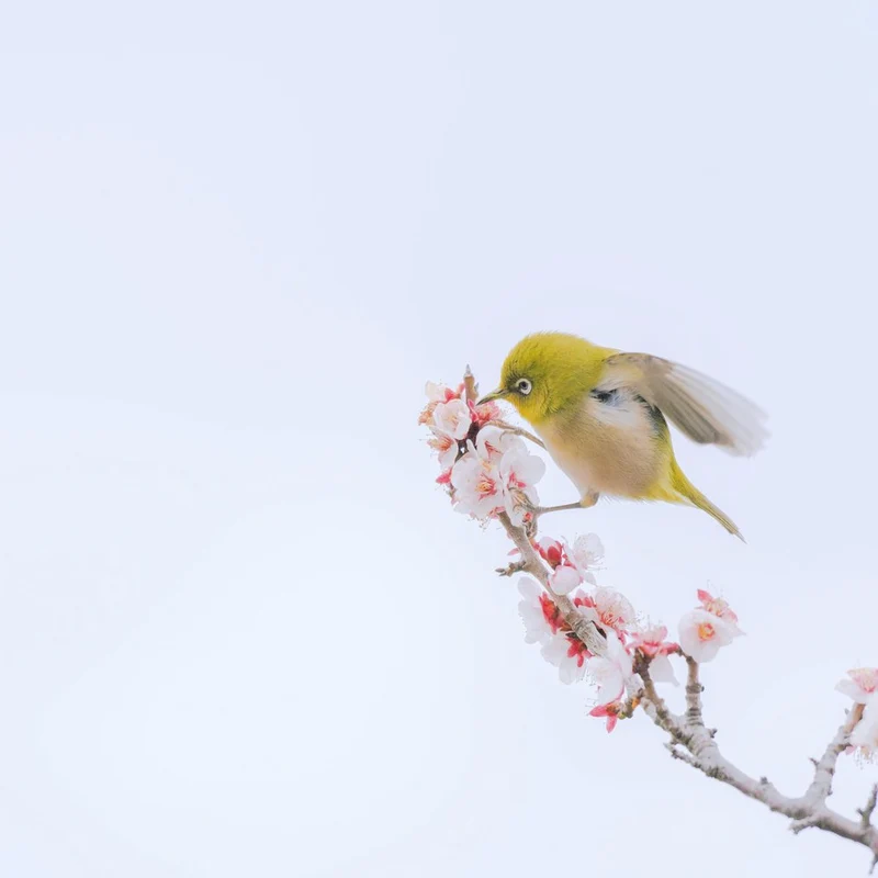 White-Eye Among Blossoms