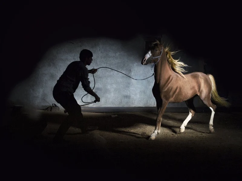Powerful Horse and Handler