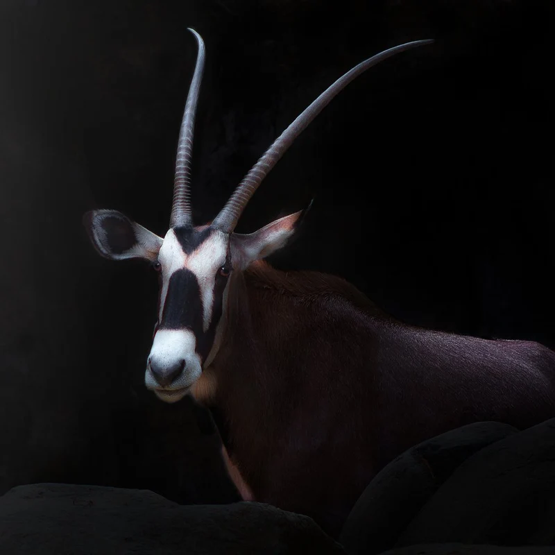 Majestic Gemsbok Portrait