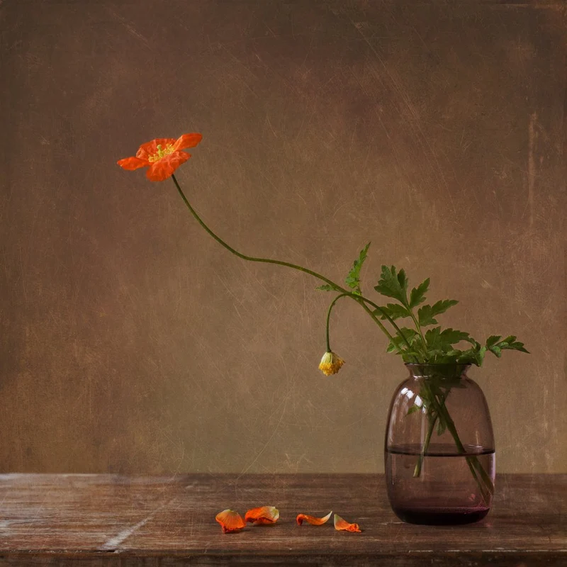 Delicate Poppy Still Life