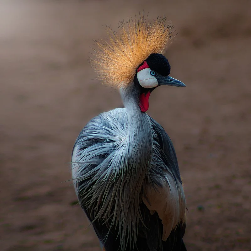 Majestic Crowned Crane