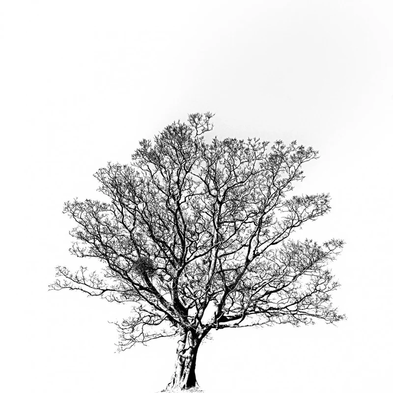 Bare Winter Tree