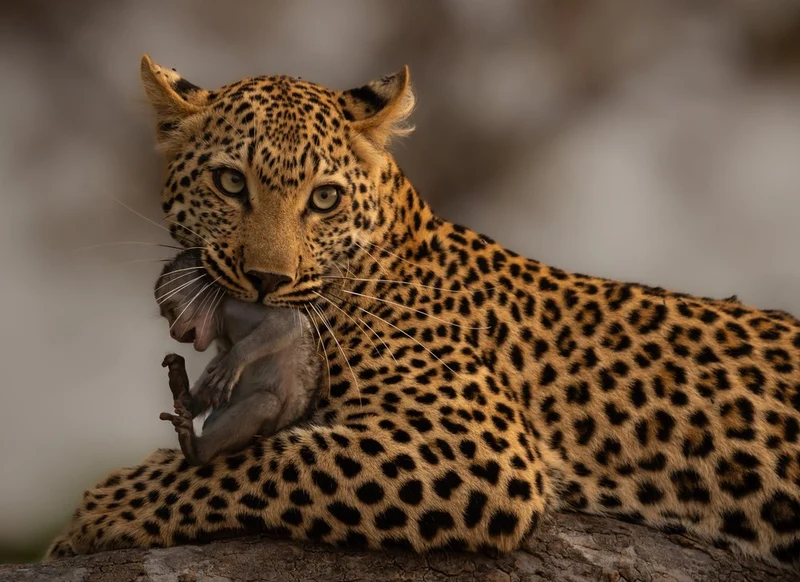 Leopard's Wild Catch
